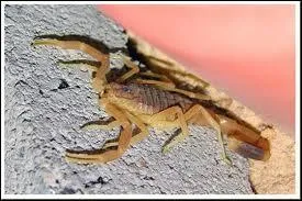 Parmi ces propositions, laquelle concerne le scorpion  rdeur de la mort  ?