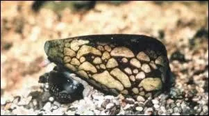 Combien d'adultes humains, une goutte du venin de l'escargot  marbr de cne  peut-il tuer ?