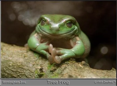 Certaines grenouilles du Sud-est asiatique, arboricoles, sont surnommes ...