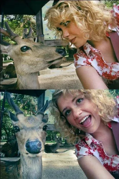 Comment appelle-t-on cet animal en anglais ?