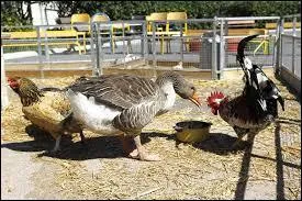Quel animal vit dans la ferme ?