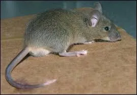 Les souris mangent ----.