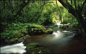 Quel animal est surnommé "le roi des animaux" ou, parfois "le roi de la jungle ?