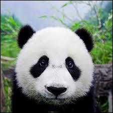 Quiz Animaux