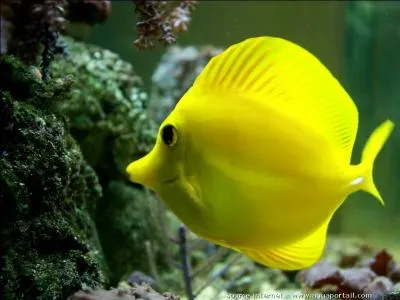 De quelle la couleur est ce poisson ?