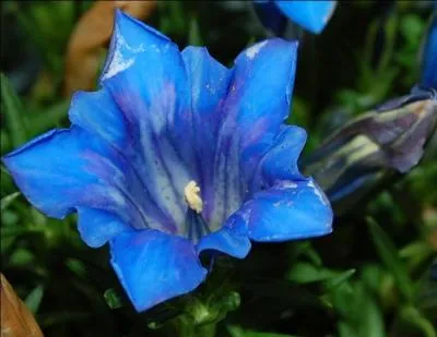 De quelle couleur est cette fleur ?