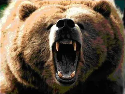 L'ours a vir l'aigle, il avait trop fait le  mur  ! O sommes-nous ?