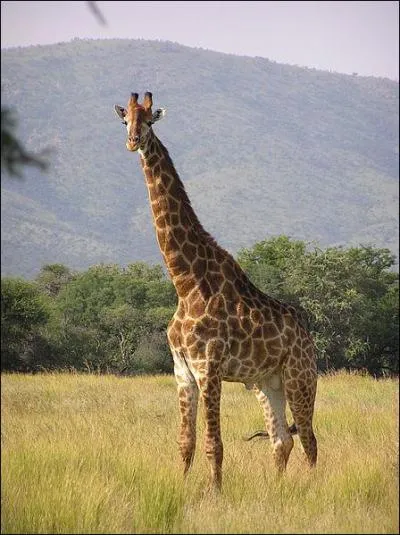 La girafe est l'emblme de...