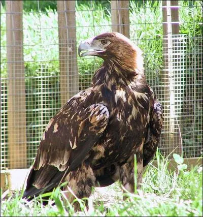 Quels sont les pays qui ont comme points communs l'aigle (sous diffrentes varits) comme symbole animalier ?