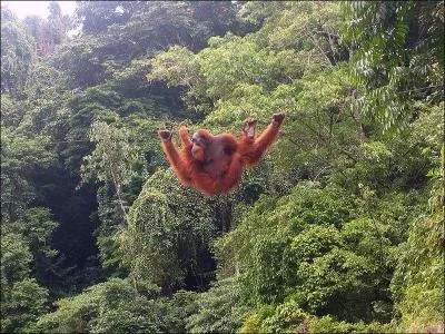 Quel est le seul pays au monde  avoir un singe (l'orang-outang) comme emblme national ? (ce pays compte 6 emblmes nationaux animaliers, un record ! )