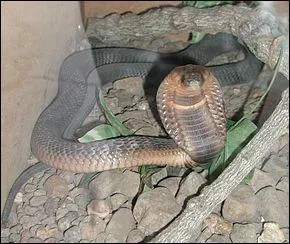 Au Maroc de nombreuses espces d'animaux sont en voie de disparition. Comment s'appelle ce clbre serpent  peu prs disparu et que l'on donnait en spectacle supposment pour les touristes ?