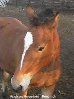 Comment s'appelle cette marque blanche ?