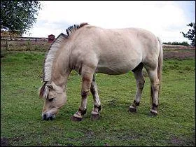 Oh il est mignon ! mais c'est quelle race ?