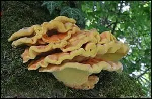 A partir de quel mois peut-on trouver des champignons sauvages ?