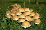Quiz Champignons