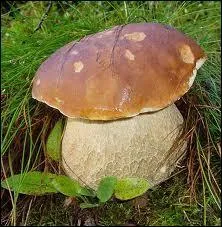 Que trouve-t-on sous le chapeau du cèpe de Bordeaux (et de tous les bolets en général) ?