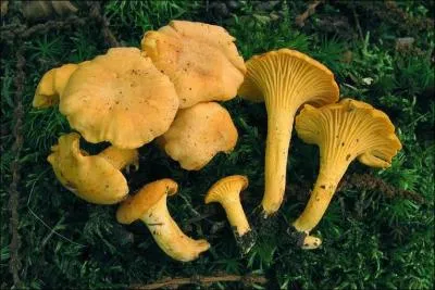 Que sont ces champignons recherchés ?