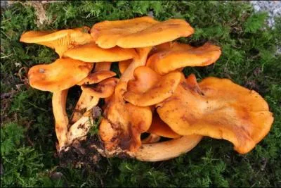 Que sont ces champignons-ci ?