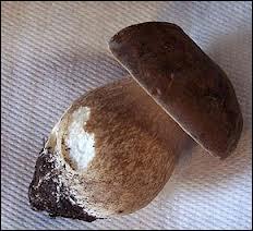 Quiz Champignons