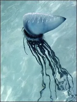 Ce drle d'animal est...