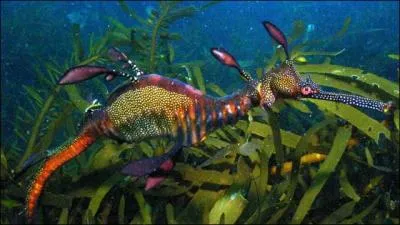 Cet animal est une espce protge. Allez-vous deviner ce que c'est ?