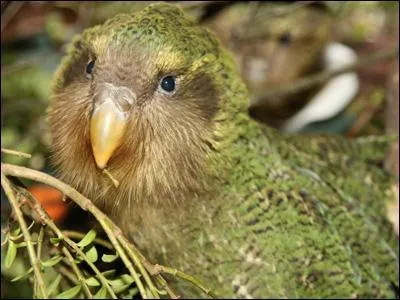 Cet animal au bec plat est...