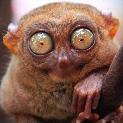 Ce petit animal aux grands yeux est un animal nocturne. Pour vous, c'est...