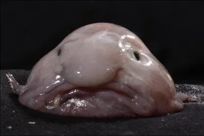 Cette masse glatineuse est bel et bien un animal. Qu'est-ce ?