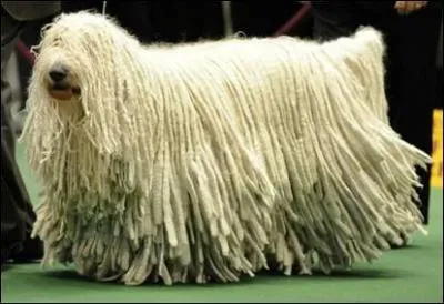 Cet animal est un chien. Mais de quelle race ?