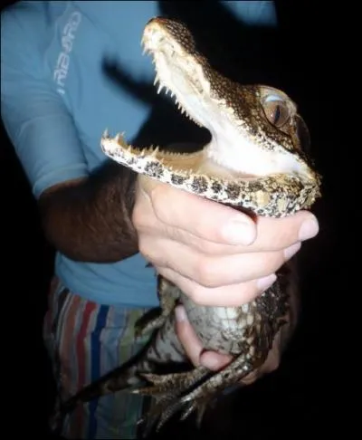 Dans lequel de ces deux rgions pouvez-vous voir un caman rouge,  l'tat sauvage ?