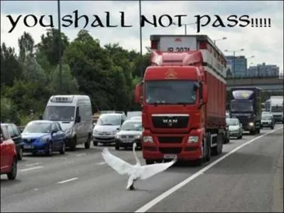 Reconnaissez-vous cet oiseau, qui fait la circulation !