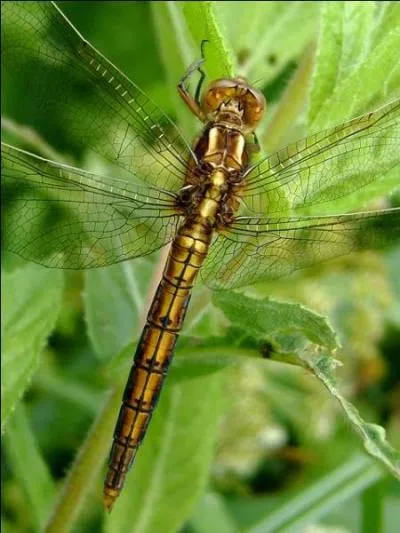 Connaissez-vous la diffrence entre une libellule et une demoiselle ?
