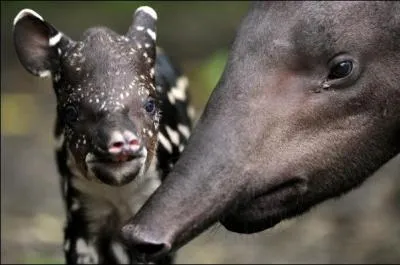 Si vous avez du nez, vous reconnaitrez cet animal !