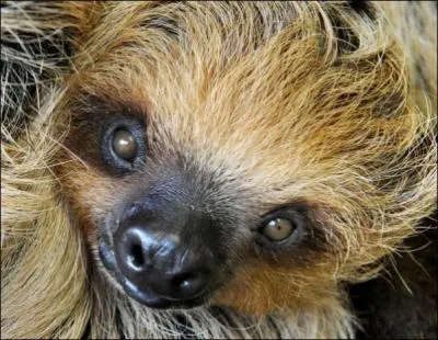 Le nom de cet animal vous fait penser  quelqu'un pas qui n'aime pas travailler !