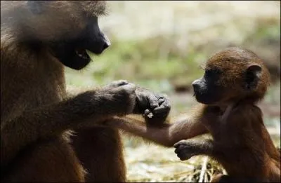 Cet animal vit en troupes nombreuses, les mles ont des canines trs longues et sont trs dangereux, mme le lopard s'en mfie !