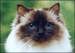 Le ragdoll a t lu plus beau chat du monde en 2013 :
