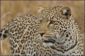 Le nom scientifique du lopard est  leopardus pardalis  :
