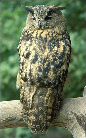 Quel est ce hibou ?