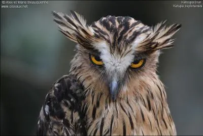 Quel est ce hibou ?