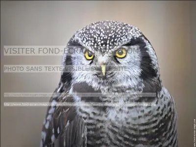 Quelle est cette chouette ?