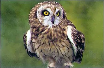 Quel est ce hibou ?