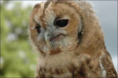 Quelle est cette chouette ?