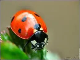 Quel est le surnom de la coccinelle ?