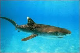 Depuis combien de temps le requin existe-t-il ?