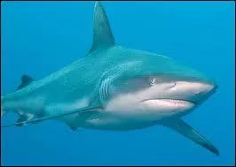 De nos jours combien y a-il de sortes de requins ?