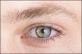 La partie du corps qui est sur cette image est :