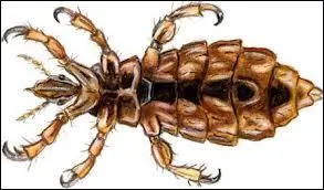 Les poux viennent dans les :