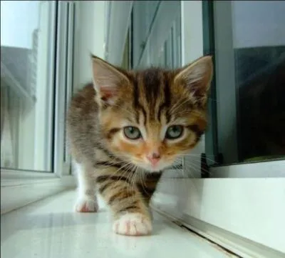 Quand a lieu la mise bas ?