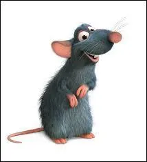 Comment s'appelle ce rat ?