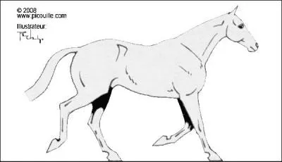 Le mcanisme du trot :